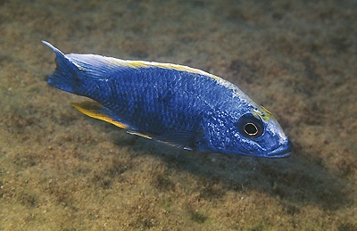 Otopharynx lithobates 'Chinyamwezi Island'